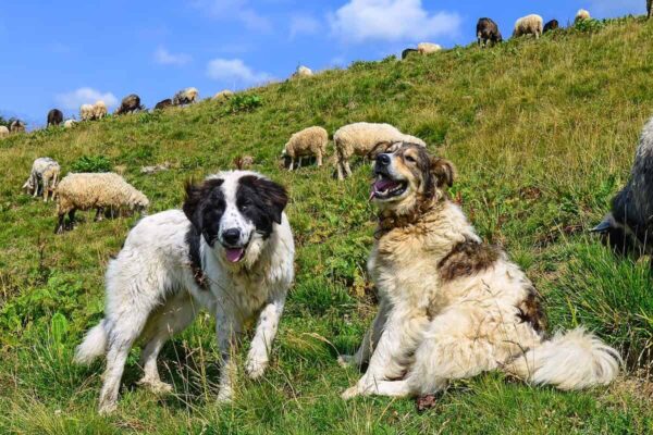 Brief history of dogs in the sheep herding craft.