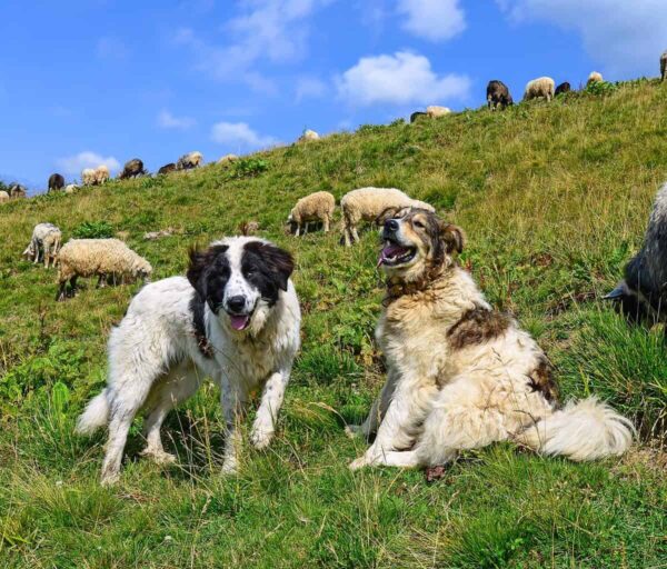 Brief history of dogs in the sheep herding craft.